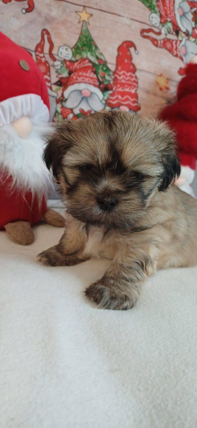 Des Coeurs Passionnés De L'Etang - Chiots disponibles - Lhassa Apso