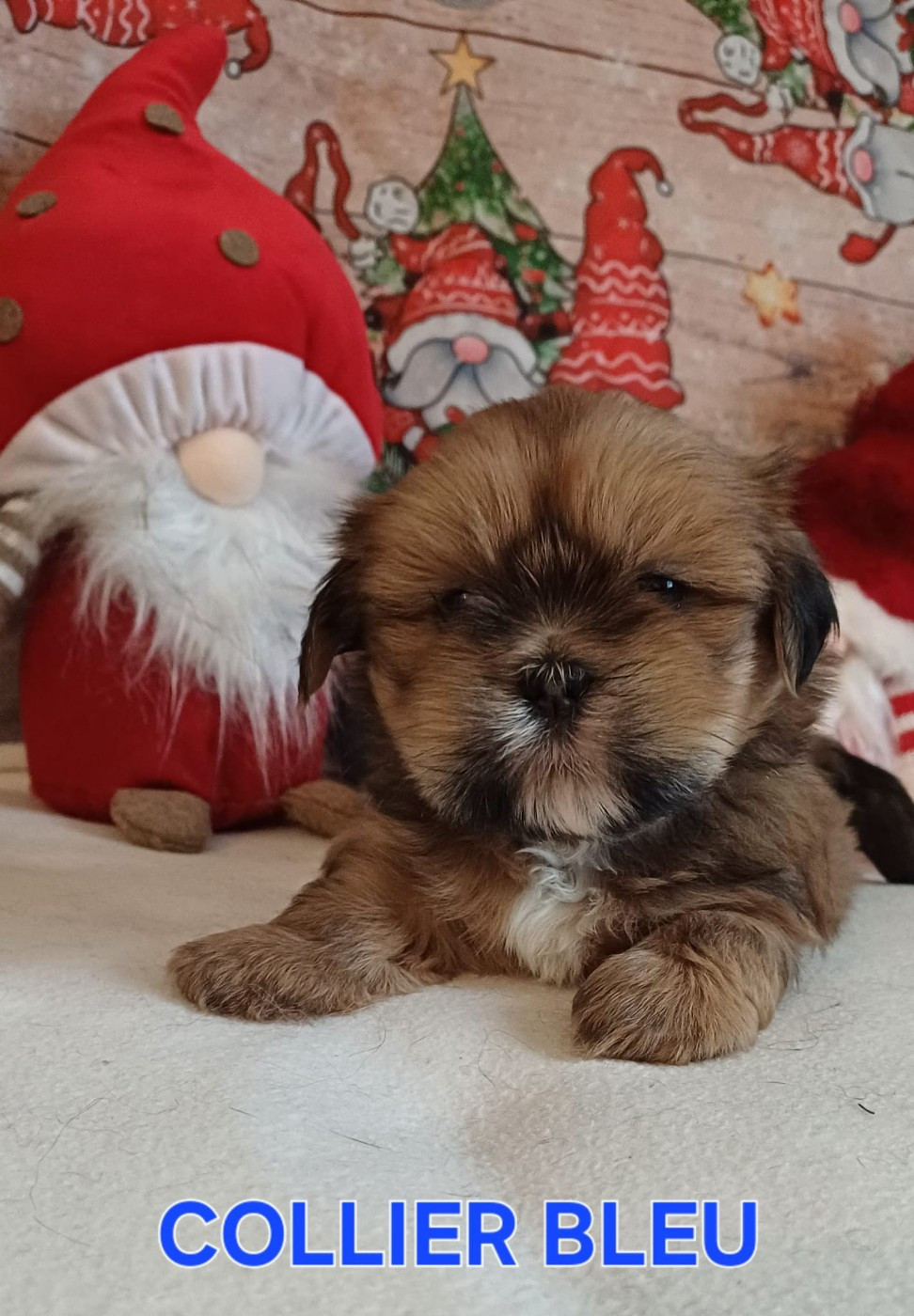 Des Coeurs Passionnés De L'Etang - Chiots disponibles - Lhassa Apso