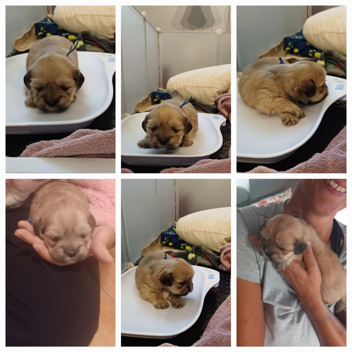 Des Coeurs Passionnés De L'Etang - Chiots disponibles - Lhassa Apso