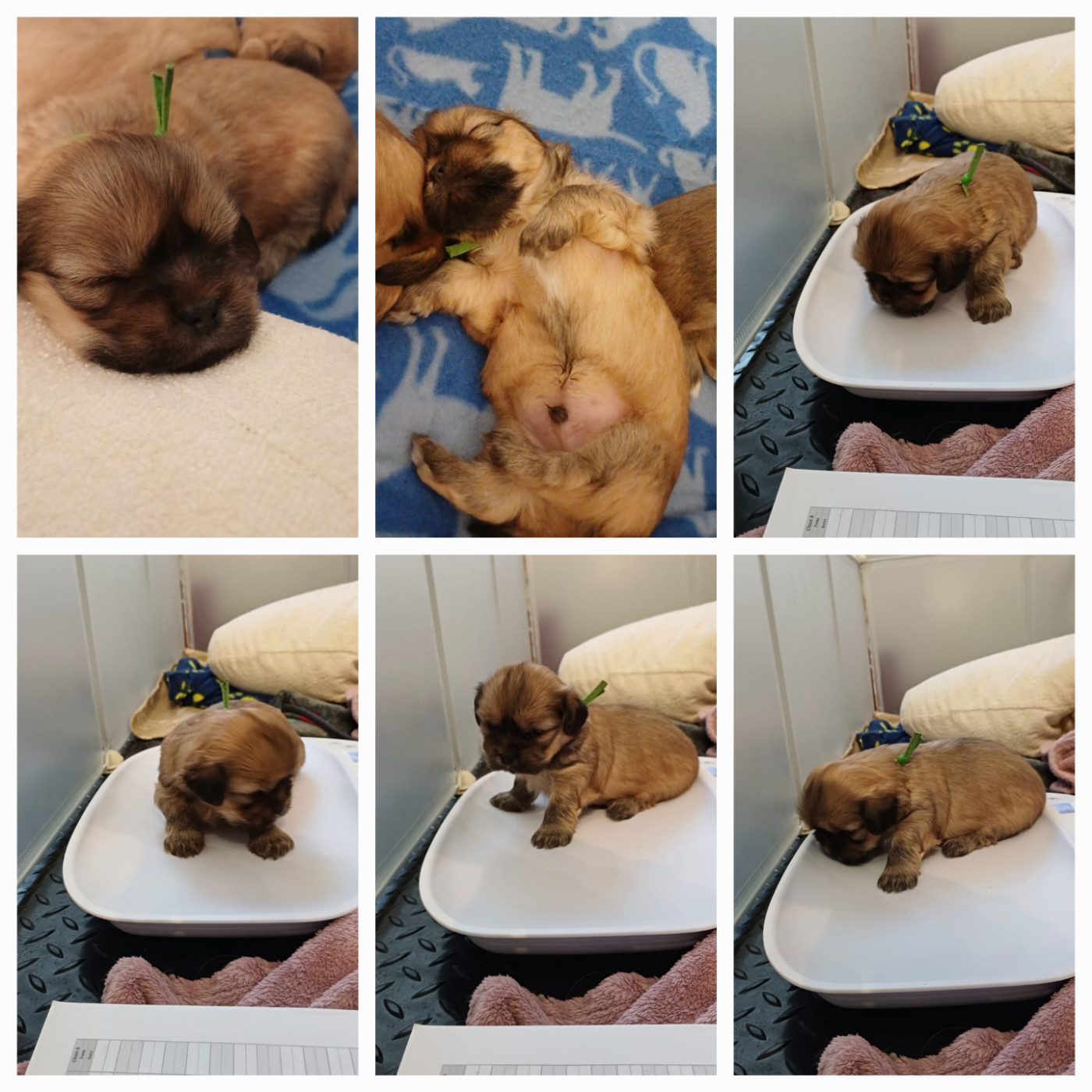 Des Coeurs Passionnés De L'Etang - Chiots disponibles - Lhassa Apso