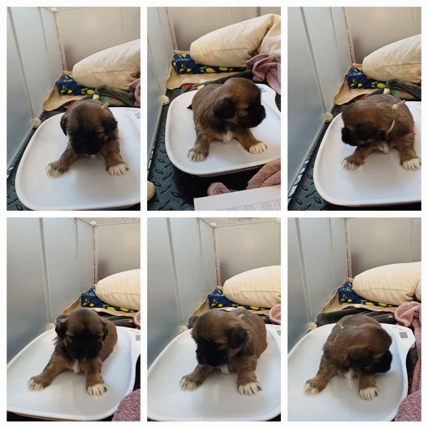 Des Coeurs Passionnés De L'Etang - Chiots disponibles - Lhassa Apso