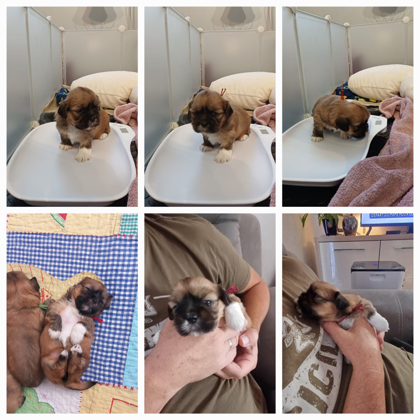 Des Coeurs Passionnés De L'Etang - Chiots disponibles - Lhassa Apso