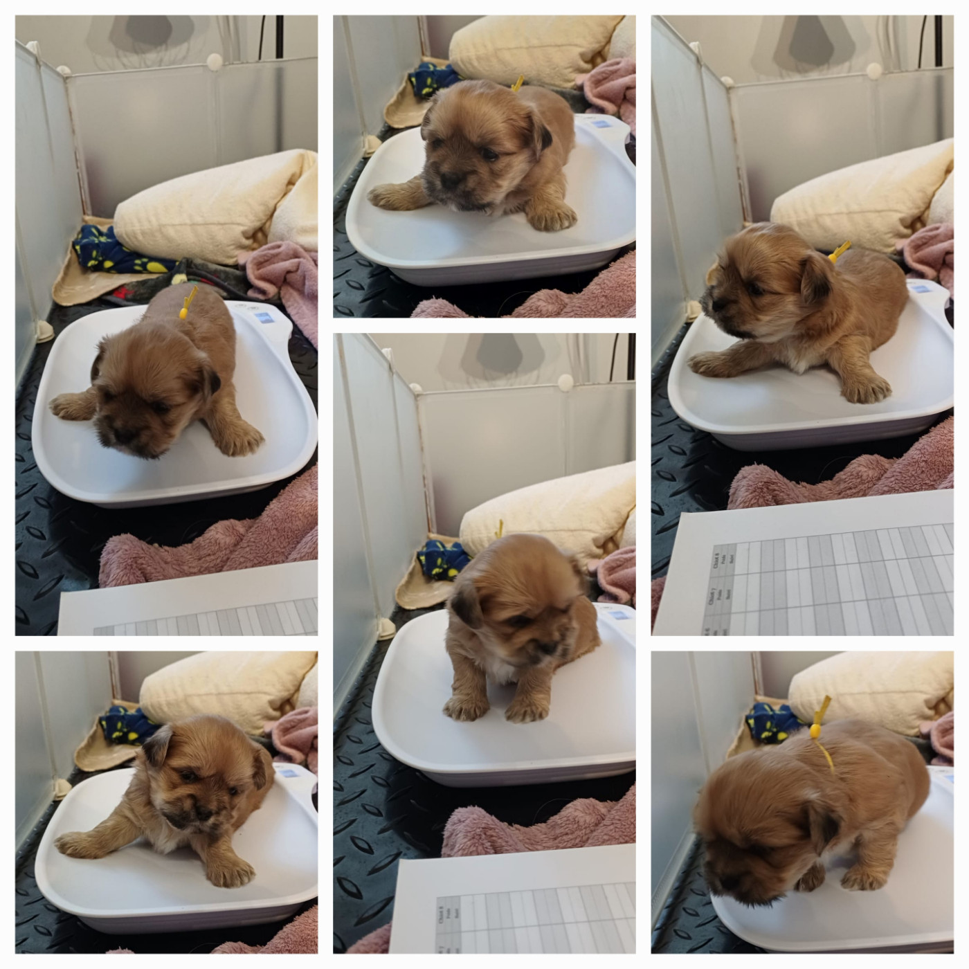 Des Coeurs Passionnés De L'Etang - Chiots disponibles - Lhassa Apso