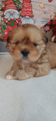 CHIOT 3 Collier orange